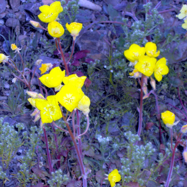 dvflowers0001.jpg (517886 bytes)