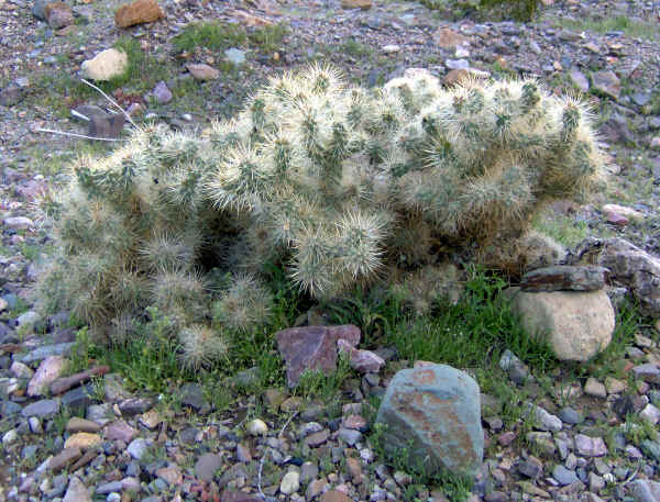 dvflowers0002.jpg (1063233 bytes)
