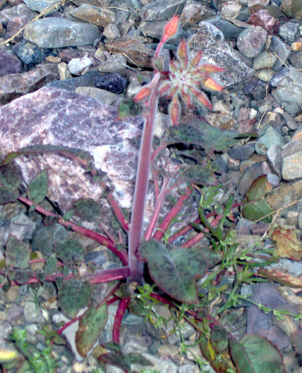 dvflowers0003.jpg (614901 bytes)
