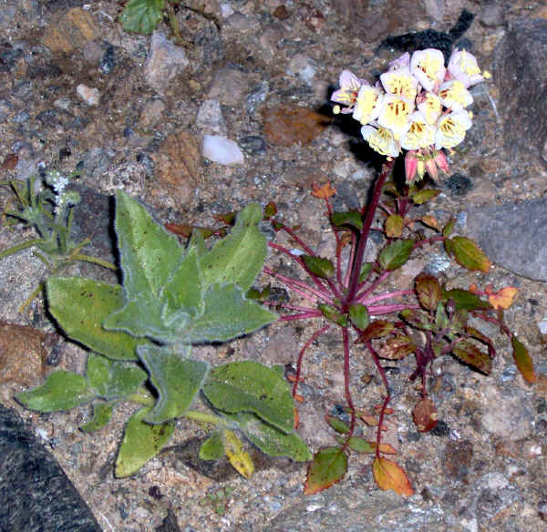 dvflowers0004.jpg (731859 bytes)