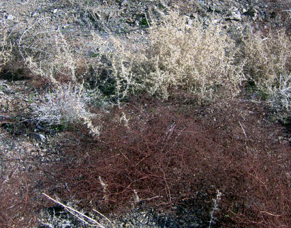 dvflowers0005.jpg (1691278 bytes)