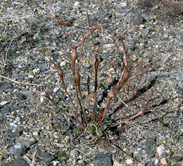 dvflowers0006.jpg (868417 bytes)