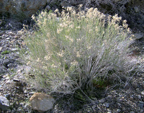 dvflowers0007.jpg (1433329 bytes)