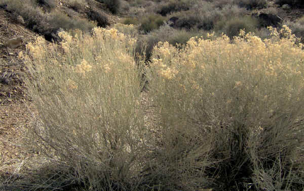 dvflowers0008.jpg (1111771 bytes)