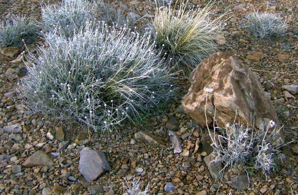 dvflowers0010.jpg (1029962 bytes)
