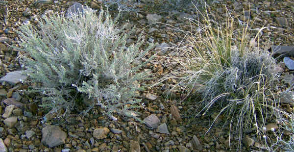 dvflowers0011.jpg (770080 bytes)