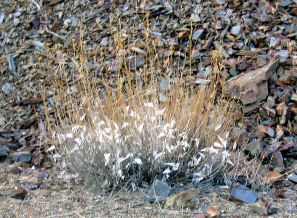 dvflowers0012.jpg (376186 bytes)