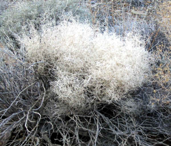 dvflowers0013.jpg (457905 bytes)