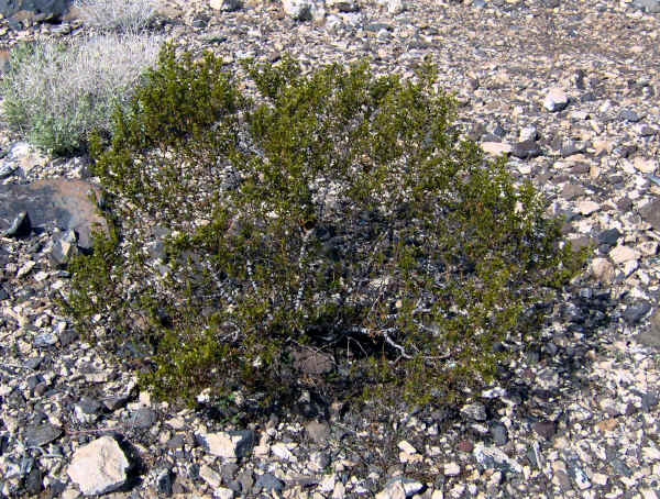 dvflowers0015.jpg (1189358 bytes)