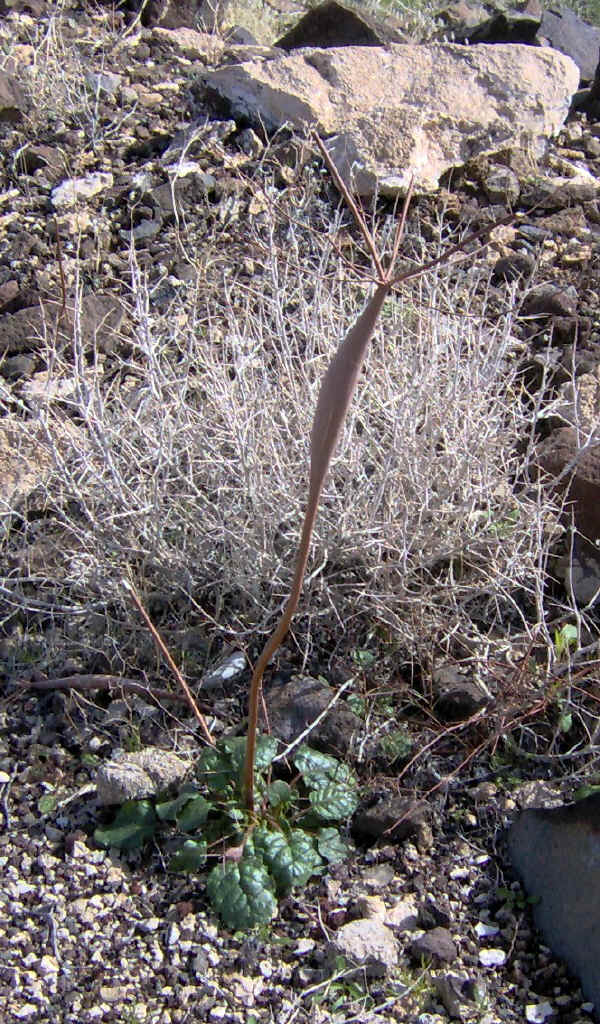 dvflowers0016.jpg (415476 bytes)
