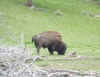 bison.jpg (146652 bytes)