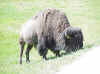 bisonclose.jpg (146176 bytes)