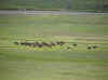 bisonherd.jpg (80351 bytes)