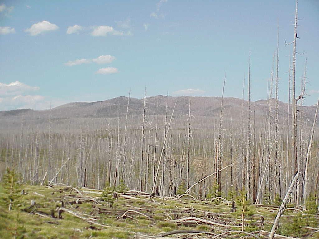 firedevastationandregrowth.jpg (92765 bytes)