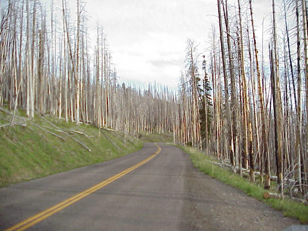 firekilledtrees.jpg (116598 bytes)