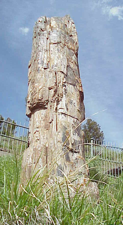 petrifiedtree.jpg (125868 bytes)