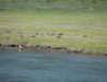 canadageese.jpg (91796 bytes)