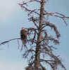 eagle3.jpg (85532 bytes)