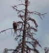 eagle4.jpg (77938 bytes)