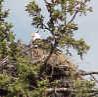 eaglebaby.jpg (128566 bytes)